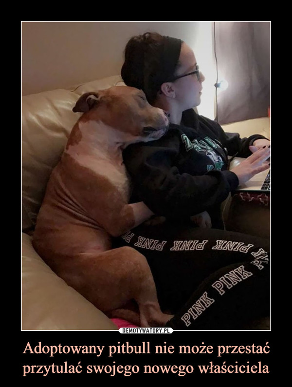 Adoptowany pitbull nie może przestać przytulać swojego nowego właściciela –  