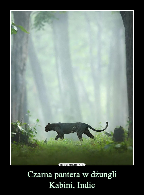 Czarna pantera w dżungliKabini, Indie –  