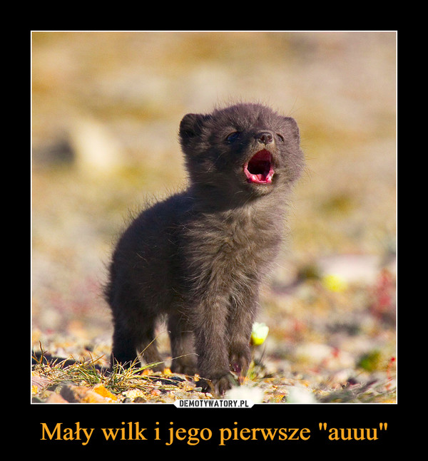 Mały wilk i jego pierwsze "auuu" –  