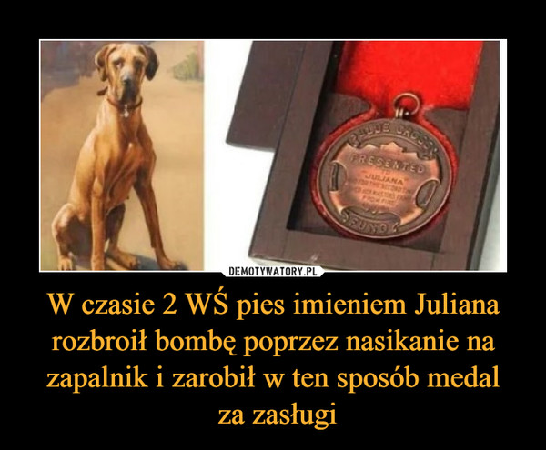 W czasie 2 WŚ pies imieniem Juliana rozbroił bombę poprzez nasikanie na zapalnik i zarobił w ten sposób medal za zasługi –  