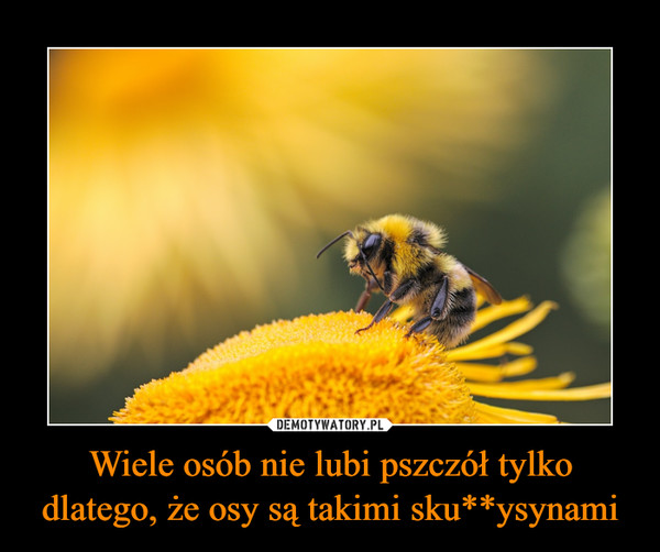 Wiele osób nie lubi pszczół tylko dlatego, że osy są takimi sku**ysynami –  