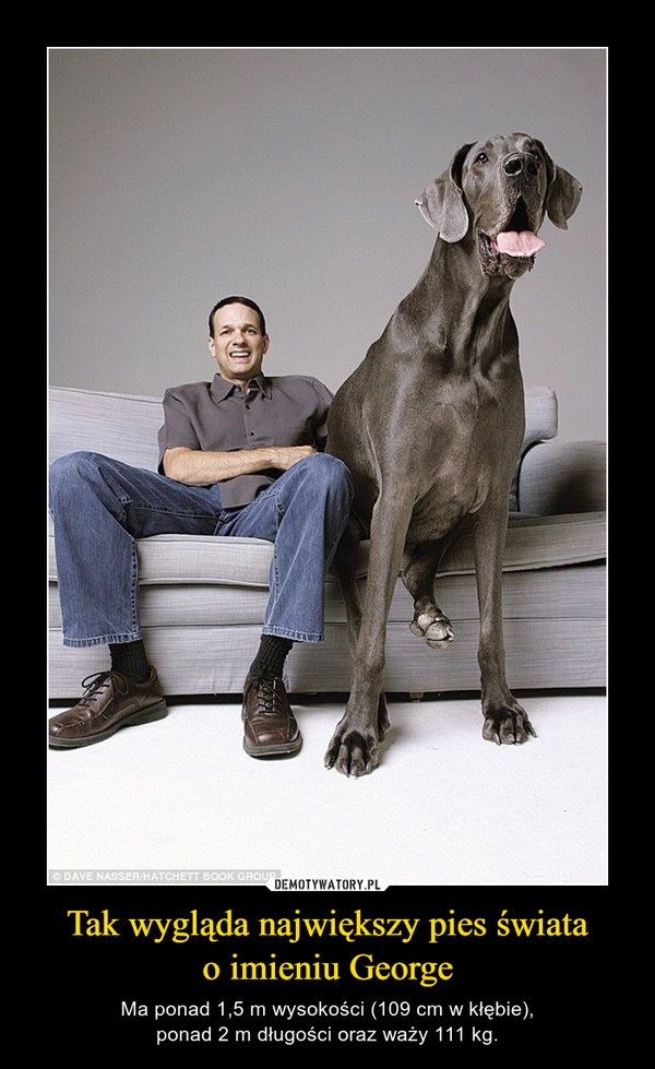 Tak wygląda największy pies światao imieniu George – Ma ponad 1,5 m wysokości (109 cm w kłębie),ponad 2 m długości oraz waży 111 kg. 