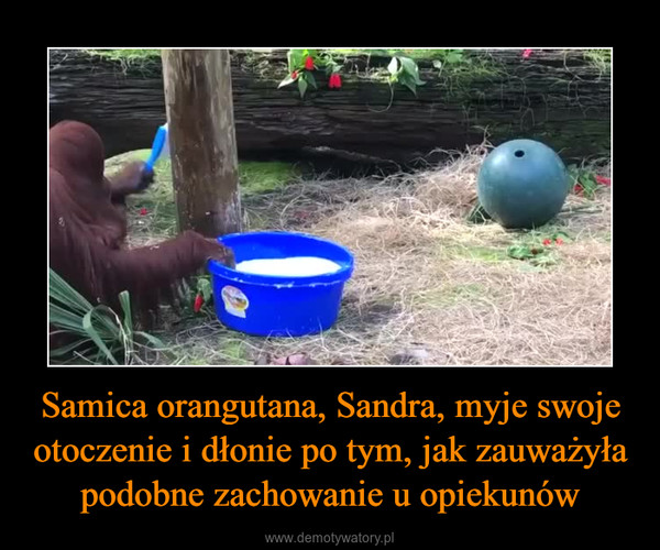 Samica orangutana, Sandra, myje swoje otoczenie i dłonie po tym, jak zauważyła podobne zachowanie u opiekunów –  