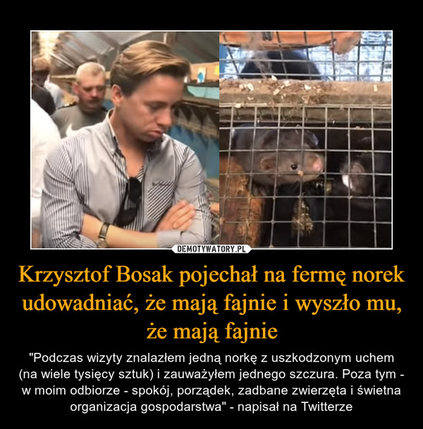Krzysztof Bosak pojechał na fermę norek udowadniać, że mają fajnie i wyszło mu, że mają fajnie