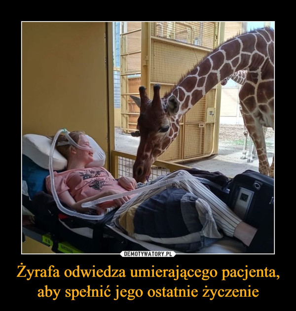 Żyrafa odwiedza umierającego pacjenta, aby spełnić jego ostatnie życzenie
