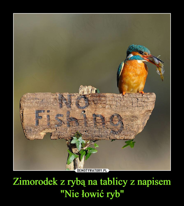 Zimorodek z rybą na tablicy z napisem "Nie łowić ryb"