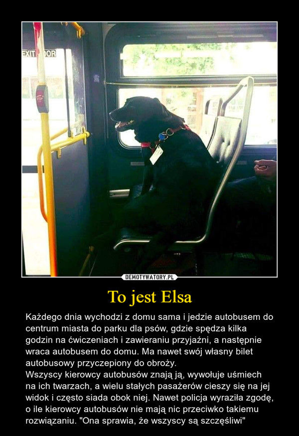 To jest Elsa – Każdego dnia wychodzi z domu sama i jedzie autobusem do centrum miasta do parku dla psów, gdzie spędza kilka godzin na ćwiczeniach i zawieraniu przyjaźni, a następnie wraca autobusem do domu. Ma nawet swój własny bilet autobusowy przyczepiony do obroży.Wszyscy kierowcy autobusów znają ją, wywołuje uśmiech na ich twarzach, a wielu stałych pasażerów cieszy się na jej widok i często siada obok niej. Nawet policja wyraziła zgodę, o ile kierowcy autobusów nie mają nic przeciwko takiemu rozwiązaniu. "Ona sprawia, że wszyscy są szczęśliwi" 