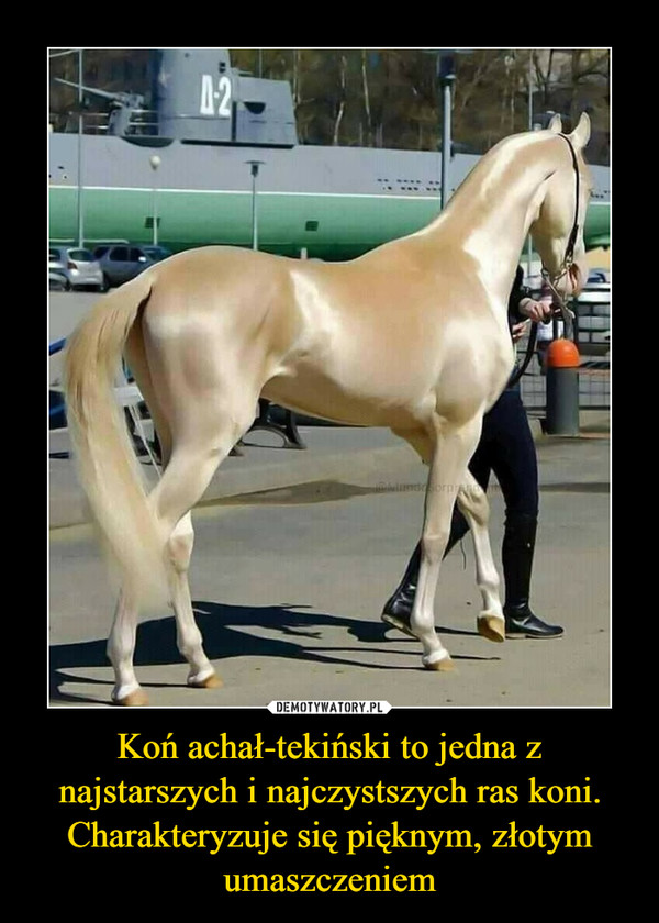 Koń achał-tekiński to jedna z najstarszych i najczystszych ras koni.Charakteryzuje się pięknym, złotym umaszczeniem –  