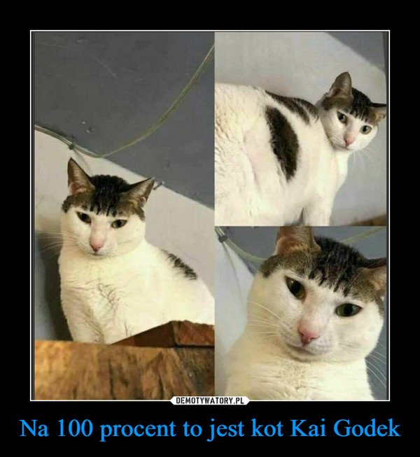 Na 100 procent to jest kot Kai Godek