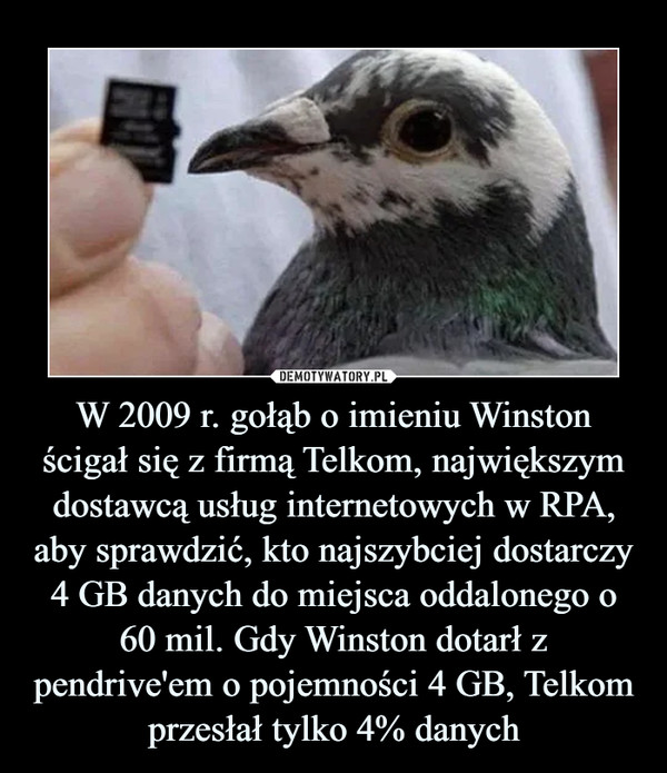 W 2009 r. gołąb o imieniu Winston ścigał się z firmą Telkom, największym dostawcą usług internetowych w RPA, aby sprawdzić, kto najszybciej dostarczy 4 GB danych do miejsca oddalonego o 60 mil. Gdy Winston dotarł z pendrive'em o pojemności 4 GB, Telkom przesłał tylko 4% danych –  