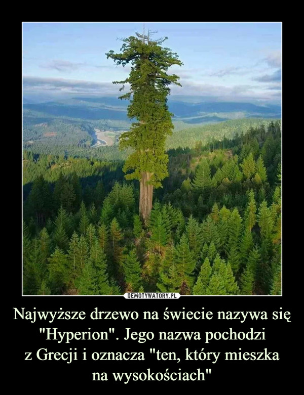 Najwyższe drzewo na świecie nazywa się "Hyperion". Jego nazwa pochodziz Grecji i oznacza "ten, który mieszkana wysokościach" –  