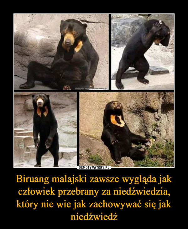 Biruang malajski zawsze wygląda jak człowiek przebrany za niedźwiedzia, który nie wie jak zachowywać się jak niedźwiedź –  
