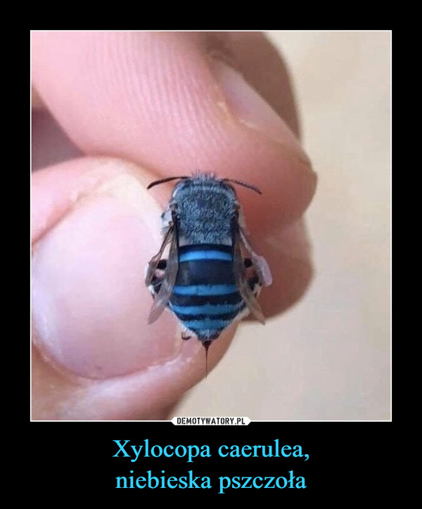 Xylocopa caerulea,niebieska pszczoła –  