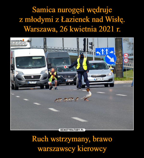 Samica nurogęsi wędruje
z młodymi z Łazienek nad Wisłę.
Warszawa, 26 kwietnia 2021 r. Ruch wstrzymany, brawo
warszawscy kierowcy