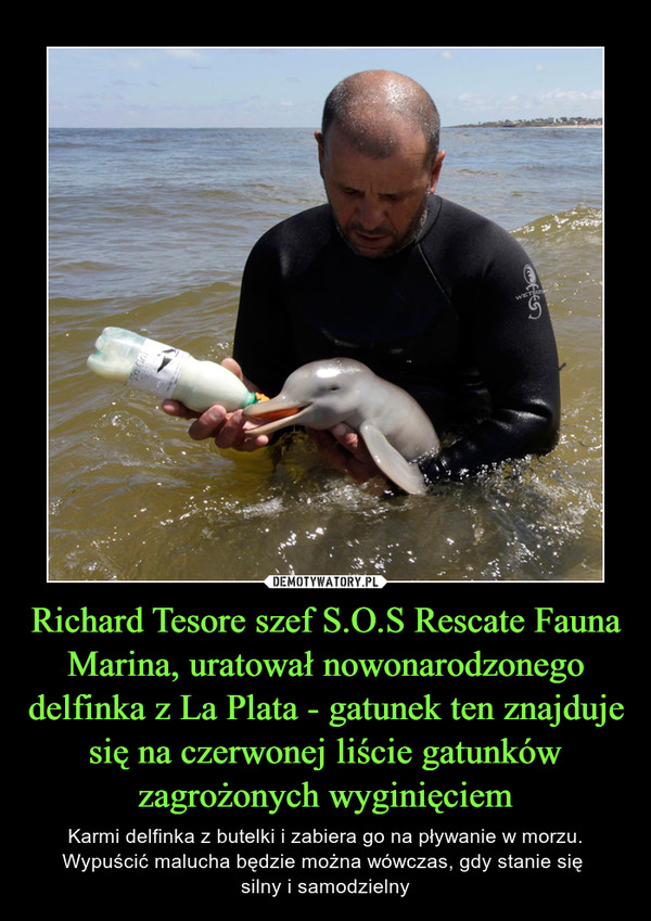 Richard Tesore szef S.O.S Rescate Fauna Marina, uratował nowonarodzonego delfinka z La Plata - gatunek ten znajduje się na czerwonej liście gatunków zagrożonych wyginięciem