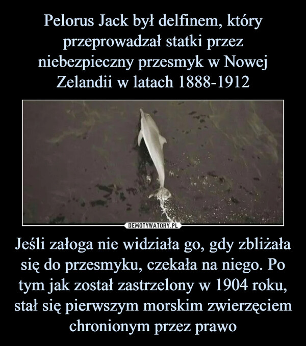 Pelorus Jack był delfinem, który przeprowadzał statki przez niebezpieczny przesmyk w Nowej Zelandii w latach 1888-1912 Jeśli załoga nie widziała go, gdy zbliżała się do przesmyku, czekała na niego. Po tym jak został zastrzelony w 1904 roku, stał się pierwszym morskim zwierzęciem chronionym przez prawo