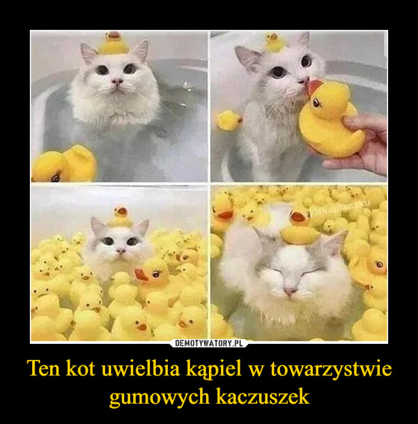 Ten kot uwielbia kąpiel w towarzystwie gumowych kaczuszek –  