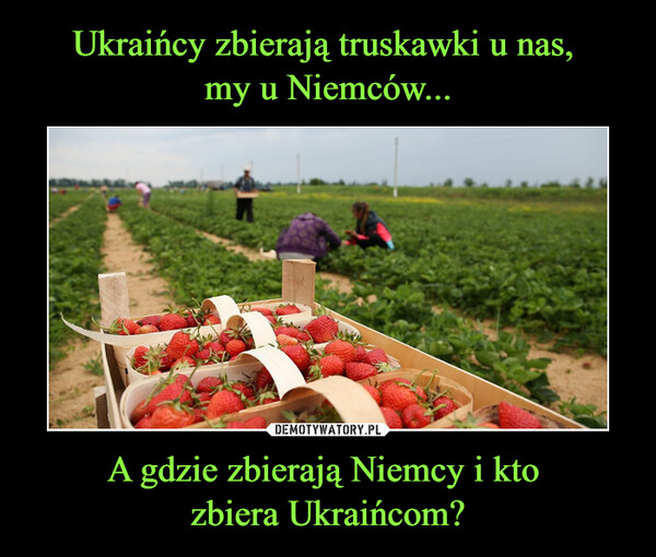 Ukraińcy zbierają truskawki u nas, 
my u Niemców... A gdzie zbierają Niemcy i kto 
zbiera Ukraińcom?