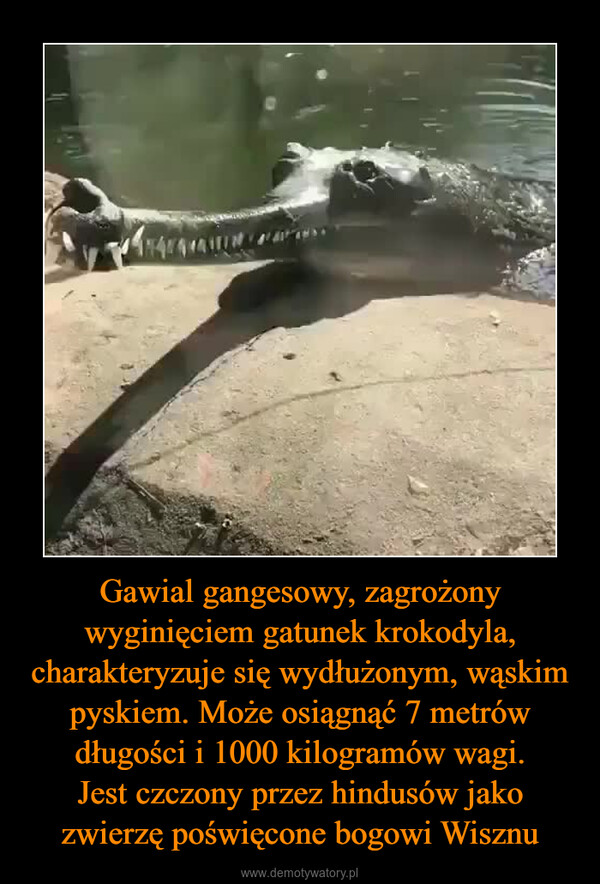 Gawial gangesowy, zagrożony wyginięciem gatunek krokodyla, charakteryzuje się wydłużonym, wąskim pyskiem. Może osiągnąć 7 metrów długości i 1000 kilogramów wagi.Jest czczony przez hindusów jako zwierzę poświęcone bogowi Wisznu –  