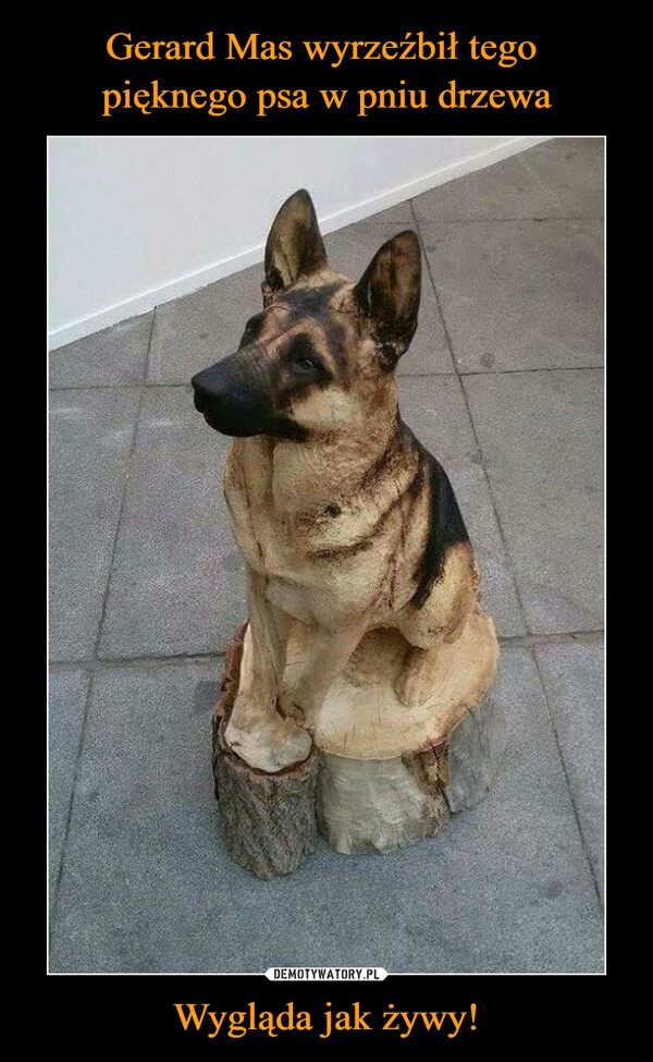 Gerard Mas wyrzeźbił tego 
pięknego psa w pniu drzewa Wygląda jak żywy!