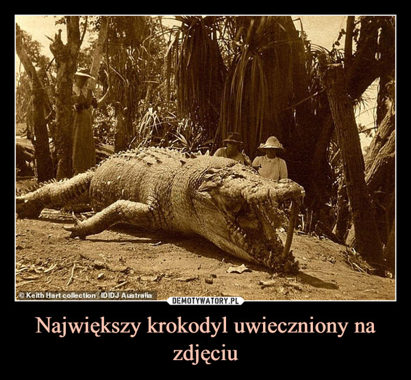 Największy krokodyl uwieczniony na zdjęciu –  