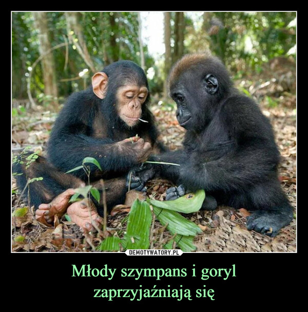 Młody szympans i gorylzaprzyjaźniają się –  