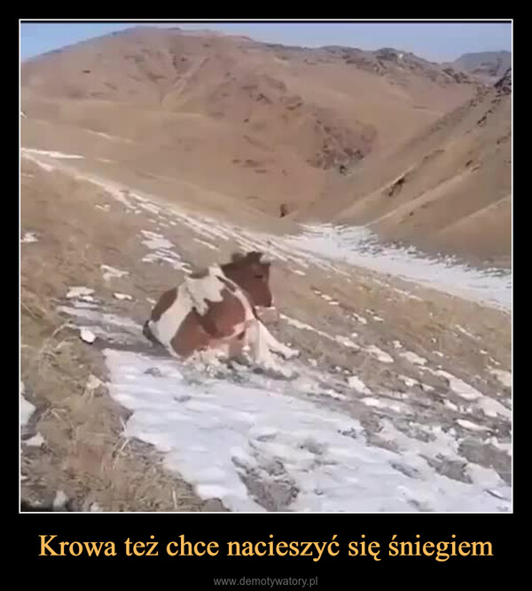 Krowa też chce nacieszyć się śniegiem –  