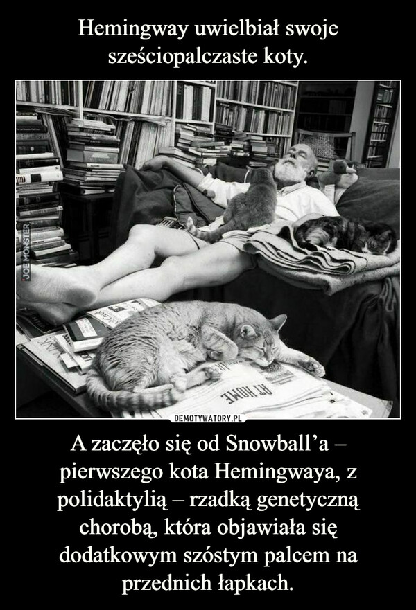 Hemingway uwielbiał swoje sześciopalczaste koty. A zaczęło się od Snowball’a – pierwszego kota Hemingwaya, z polidaktylią – rzadką genetyczną chorobą, która objawiała się dodatkowym szóstym palcem na przednich łapkach.