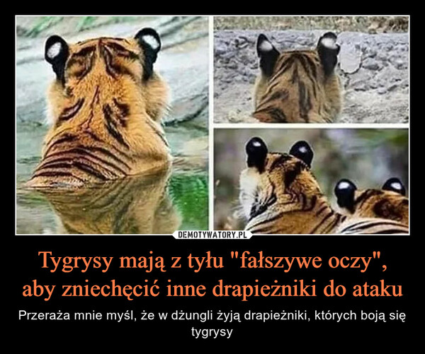 Tygrysy mają z tyłu "fałszywe oczy", aby zniechęcić inne drapieżniki do ataku – Przeraża mnie myśl, że w dżungli żyją drapieżniki, których boją się tygrysy 