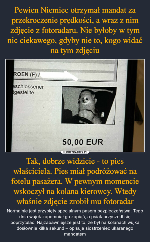 Tak, dobrze widzicie - to pies właściciela. Pies miał podróżować na fotelu pasażera. W pewnym momencie wskoczył na kolana kierowcy. Wtedy właśnie zdjęcie zrobił mu fotoradar – Normalnie jest przypięty specjalnym pasem bezpieczeństwa. Tego dnia wujek zapomniał go zapiąć, a psiak przyszedł się poprzytulać. Najzabawniejsze jest to, że był na kolanach wujka dosłownie kilka sekund – opisuje siostrzeniec ukaranego mandatem 