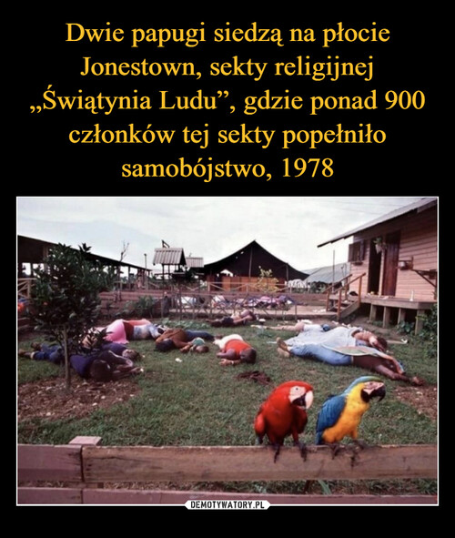 Dwie papugi siedzą na płocie Jonestown, sekty religijnej „Świątynia Ludu”, gdzie ponad 900 członków tej sekty popełniło samobójstwo, 1978