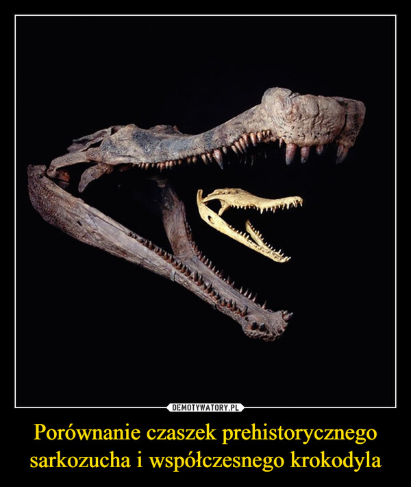 Porównanie czaszek prehistorycznego sarkozucha i współczesnego krokodyla