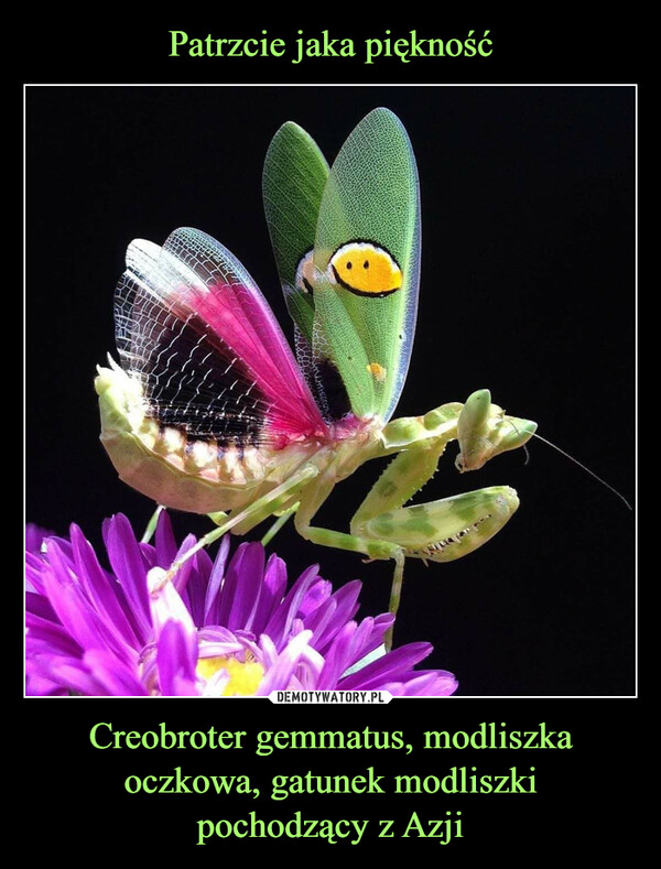 Creobroter gemmatus, modliszka oczkowa, gatunek modliszkipochodzący z Azji –  