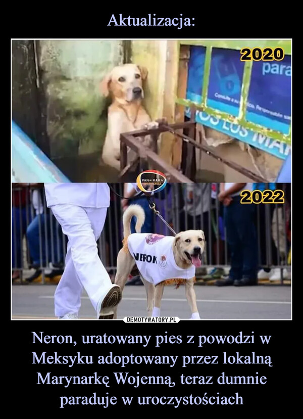 Neron, uratowany pies z powodzi w Meksyku adoptowany przez lokalną Marynarkę Wojenną, teraz dumnie paraduje w uroczystościach –  2020 2022