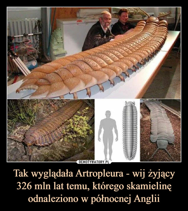 Tak wyglądała Artropleura - wij żyjący 326 mln lat temu, którego skamielinę odnaleziono w północnej Anglii