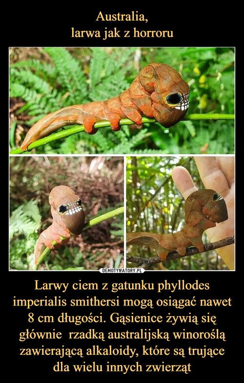 Australia,
larwa jak z horroru Larwy ciem z gatunku phyllodes imperialis smithersi mogą osiągać nawet 8 cm długości. Gąsienice żywią się głównie  rzadką australijską winoroślą zawierającą alkaloidy, które są trujące dla wielu innych zwierząt
