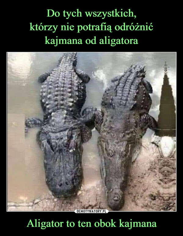 Do tych wszystkich,
którzy nie potrafią odróżnić
kajmana od aligatora Aligator to ten obok kajmana