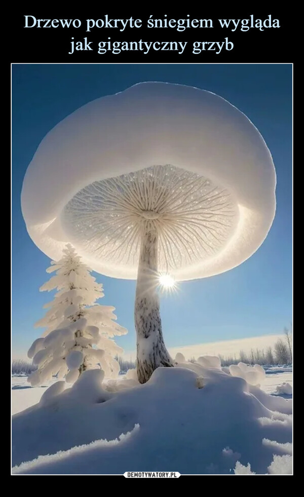 Drzewo pokryte śniegiem wygląda jak gigantyczny grzyb