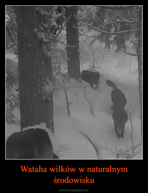 Wataha wilków w naturalnym środowisku –  
