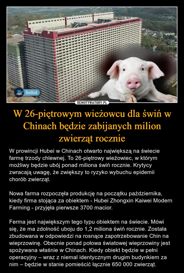 W 26-piętrowym wieżowcu dla świń w Chinach będzie zabijanych milion zwierząt rocznie – W prowincji Hubei w Chinach otwarto największą na świecie farmę trzody chlewnej. To 26-piętrowy wieżowiec, w którym możliwy będzie ubój ponad miliona świń rocznie. Krytycy zwracają uwagę, że zwiększy to ryzyko wybuchu epidemii chorób zwierząt.Nowa farma rozpoczęła produkcję na początku października, kiedy firma stojąca za obiektem - Hubei Zhongxin Kaiwei Modern Farming - przyjęła pierwsze 3700 macior.Ferma jest największym tego typu obiektem na świecie. Mówi się, że ma zdolność uboju do 1,2 miliona świń rocznie. Została zbudowana w odpowiedzi na rosnące zapotrzebowanie Chin na wieprzowinę. Obecnie ponad połowa światowej wieprzowiny jest spożywana właśnie w Chinach. Kiedy obiekt będzie w pełni operacyjny – wraz z niemal identycznym drugim budynkiem za nim – będzie w stanie pomieścić łącznie 650 000 zwierząt. 