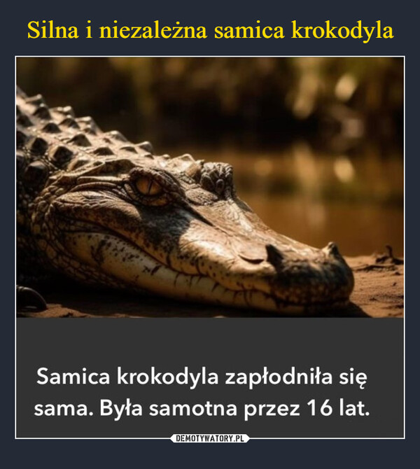  –  Samica krokodyla zapłodniła sięsama. Była samotna przez 16 lat.