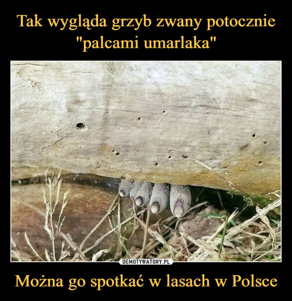 Można go spotkać w lasach w Polsce –  
