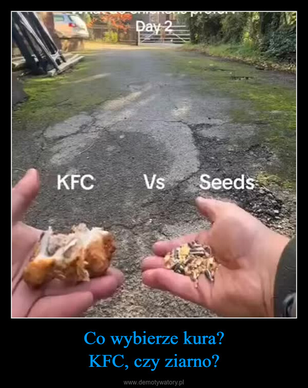 Co wybierze kura?KFC, czy ziarno? –  KFCDay 2VsSeeds
