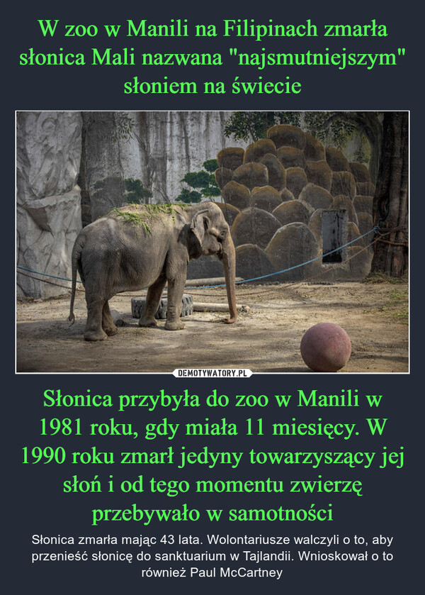 Słonica przybyła do zoo w Manili w 1981 roku, gdy miała 11 miesięcy. W 1990 roku zmarł jedyny towarzyszący jej słoń i od tego momentu zwierzę przebywało w samotności – Słonica zmarła mając 43 lata. Wolontariusze walczyli o to, aby przenieść słonicę do sanktuarium w Tajlandii. Wnioskował o to również Paul McCartney 