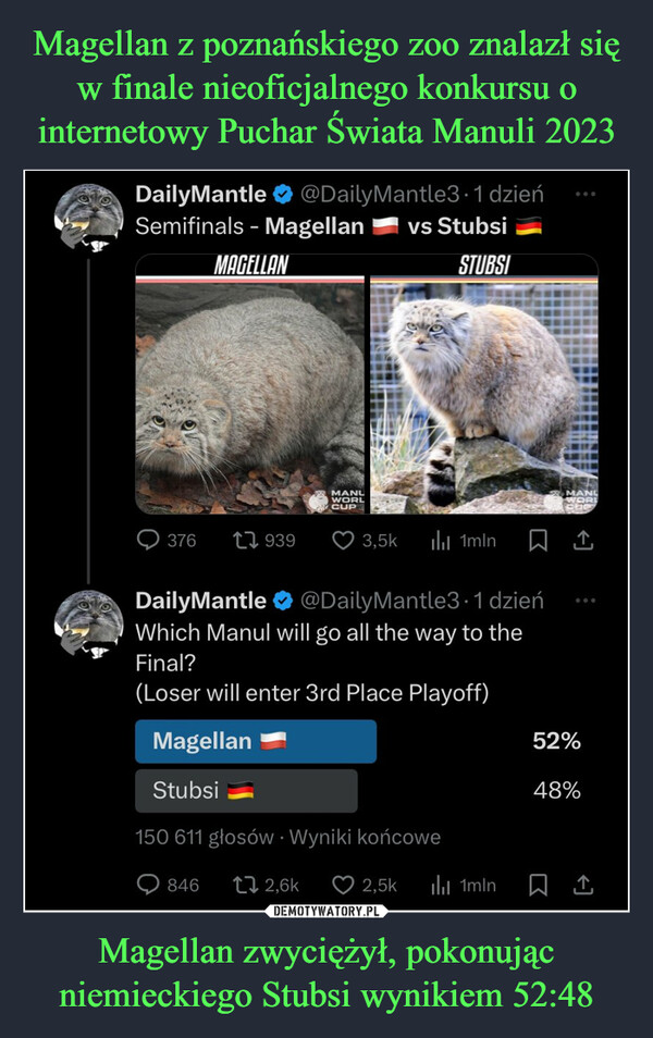 Magellan z poznańskiego zoo znalazł się w finale nieoficjalnego konkursu o internetowy Puchar Świata Manuli 2023 Magellan zwyciężył, pokonując niemieckiego Stubsi wynikiem 52:48