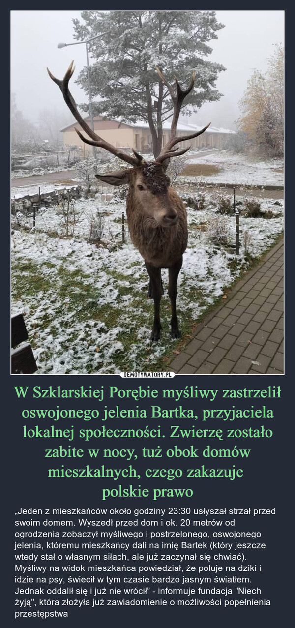 W Szklarskiej Porębie myśliwy zastrzelił oswojonego jelenia Bartka, przyjaciela lokalnej społeczności. Zwierzę zostało zabite w nocy, tuż obok domów mieszkalnych, czego zakazuje 
polskie prawo