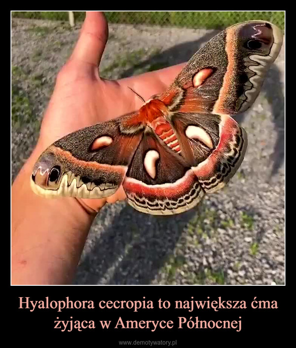 Hyalophora cecropia to największa ćma żyjąca w Ameryce Północnej –  