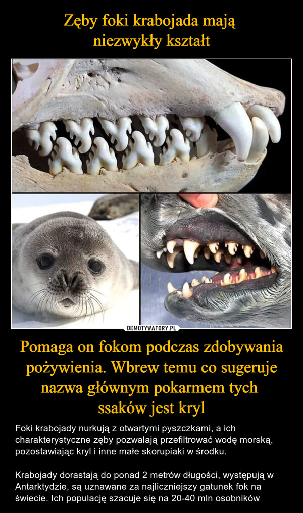 Zęby foki krabojada mają 
niezwykły kształt Pomaga on fokom podczas zdobywania pożywienia. Wbrew temu co sugeruje nazwa głównym pokarmem tych 
ssaków jest kryl