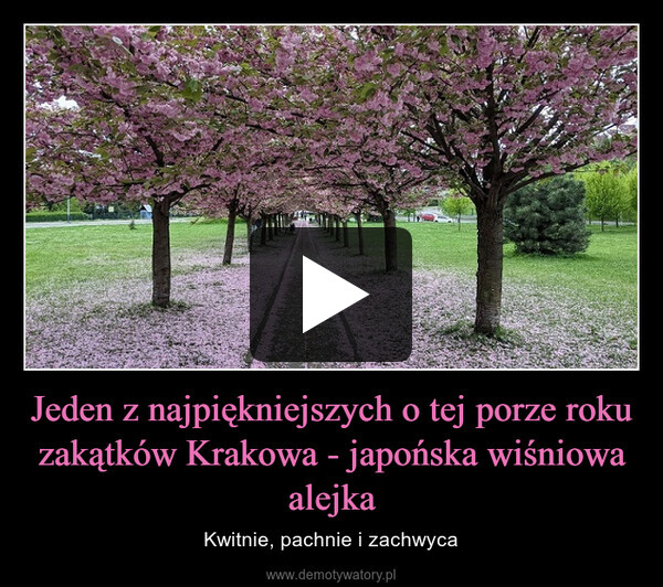Jeden z najpiękniejszych o tej porze roku zakątków Krakowa - japońska wiśniowa alejka – Kwitnie, pachnie i zachwyca 