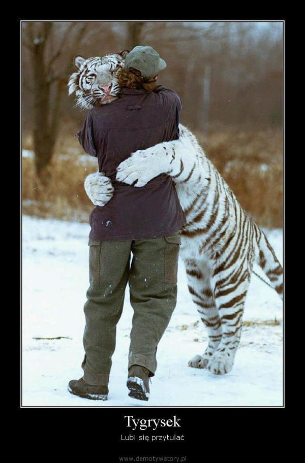 Tygrysek – Lubi się przytulać  